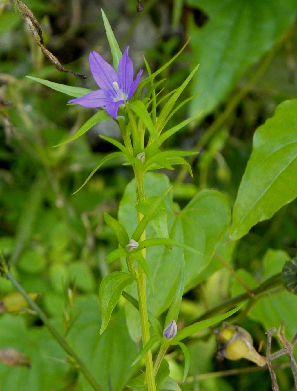 Legousia falcata  (Campanulaceae)